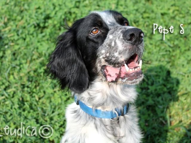 Buona vita, Pepe Setter!
